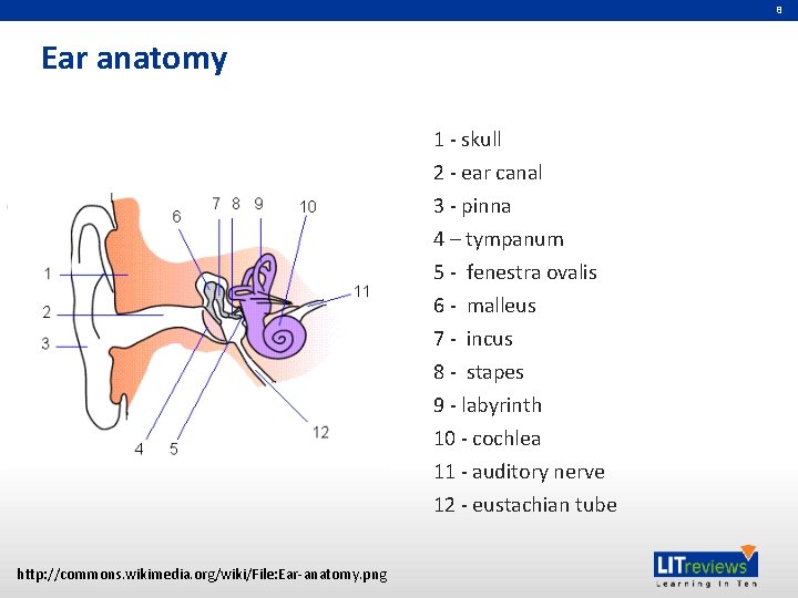 8 Ear anatomy 1 - skull 2 - ear canal 3 - pinna 4