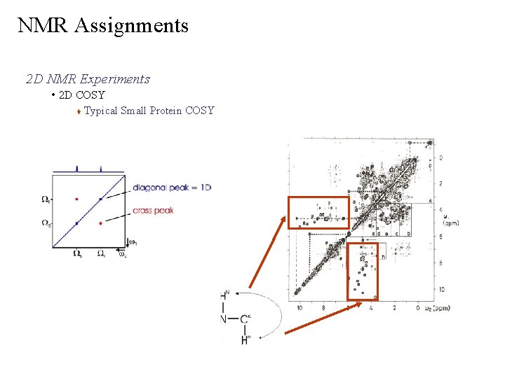 NMR Assignments 2 D NMR Experiments • 2 D COSY Typical Small Protein COSY