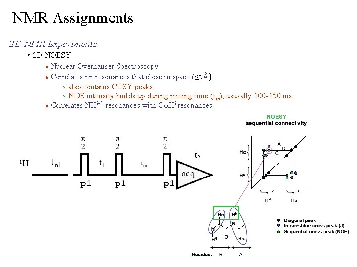 NMR Assignments 2 D NMR Experiments • 2 D NOESY Nuclear Overhauser Spectroscopy 1