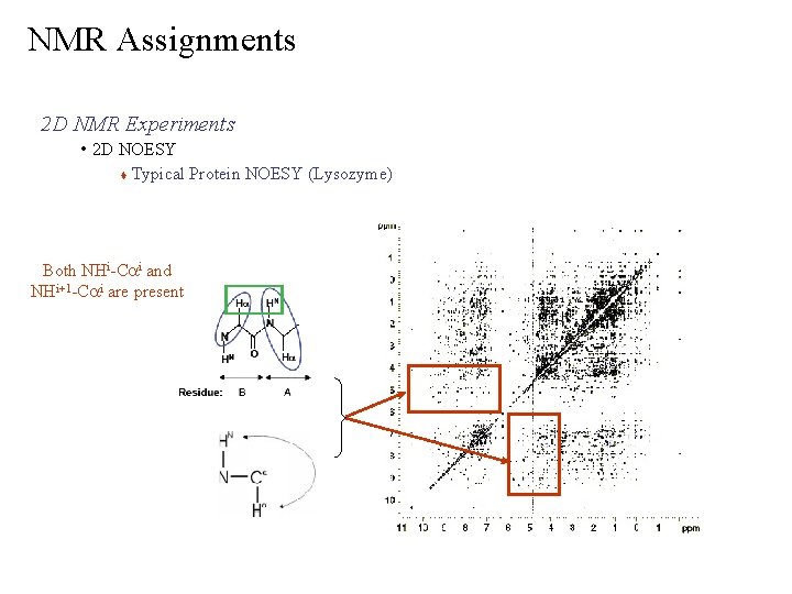 NMR Assignments 2 D NMR Experiments • 2 D NOESY Typical Protein NOESY (Lysozyme)