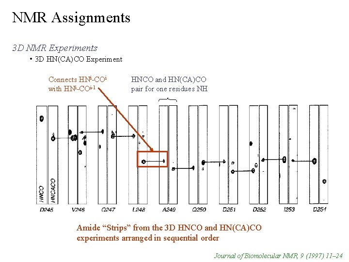 NMR Assignments 3 D NMR Experiments • 3 D HN(CA)CO Experiment Connects HNi-COi with