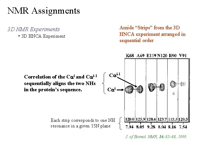 NMR Assignments Amide “Strips” from the 3 D HNCA experiment arranged in sequential order