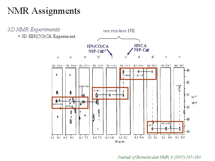 NMR Assignments 3 D NMR Experiments • 3 D HN(CO)CA Experiment one residues NH