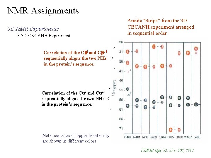 NMR Assignments 3 D NMR Experiments • 3 D CBCANH Experiment Amide “Strips” from