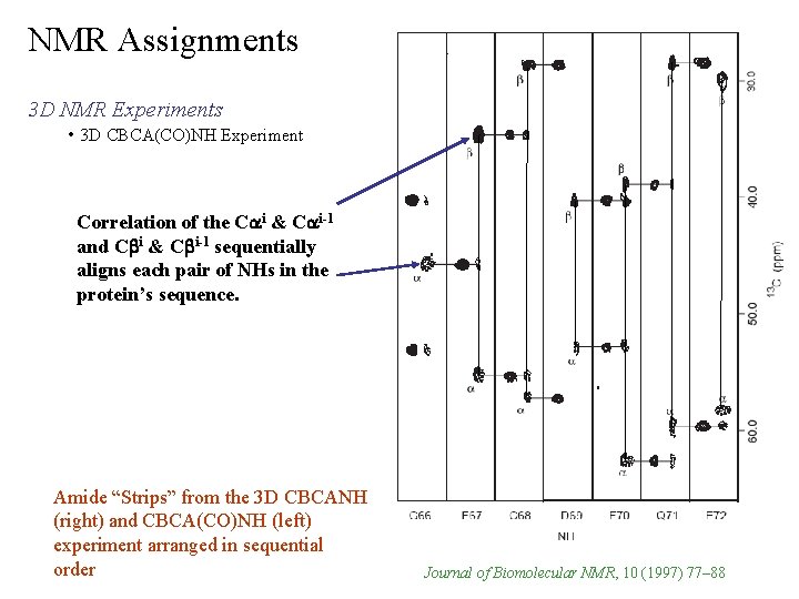 NMR Assignments 3 D NMR Experiments • 3 D CBCA(CO)NH Experiment Correlation of the