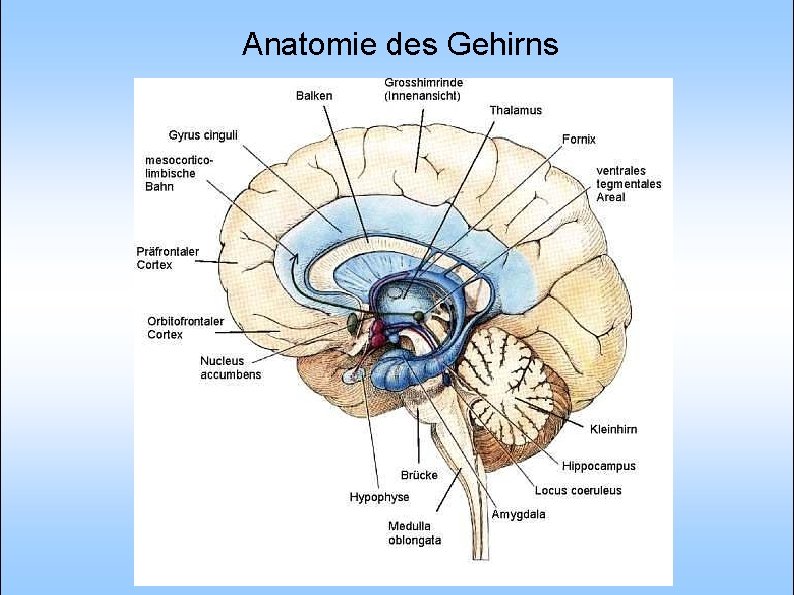 Anatomie des Gehirns 