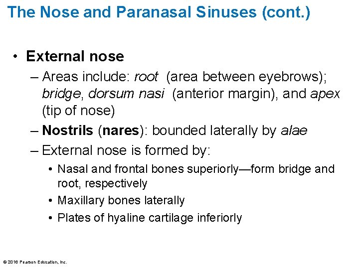 The Nose and Paranasal Sinuses (cont. ) • External nose – Areas include: root