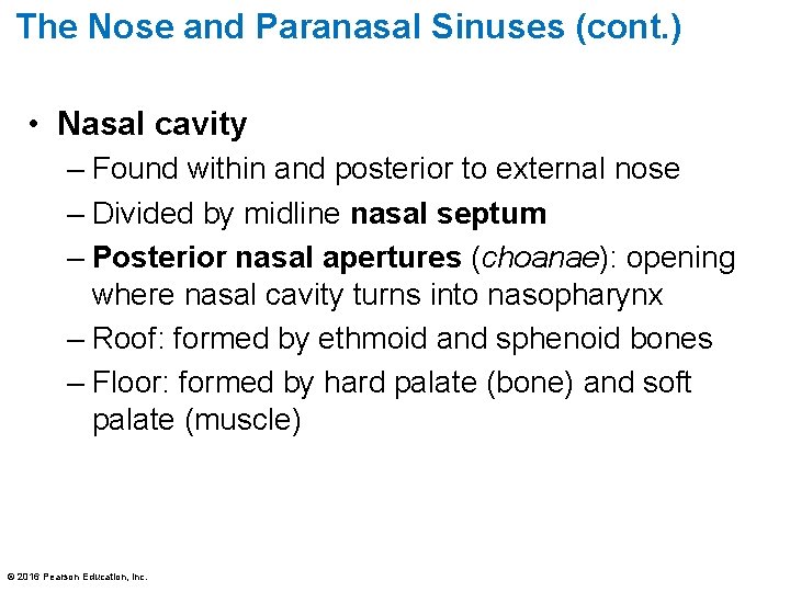 The Nose and Paranasal Sinuses (cont. ) • Nasal cavity – Found within and