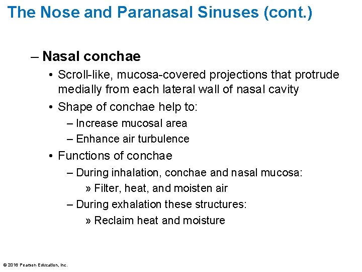 The Nose and Paranasal Sinuses (cont. ) – Nasal conchae • Scroll-like, mucosa-covered projections