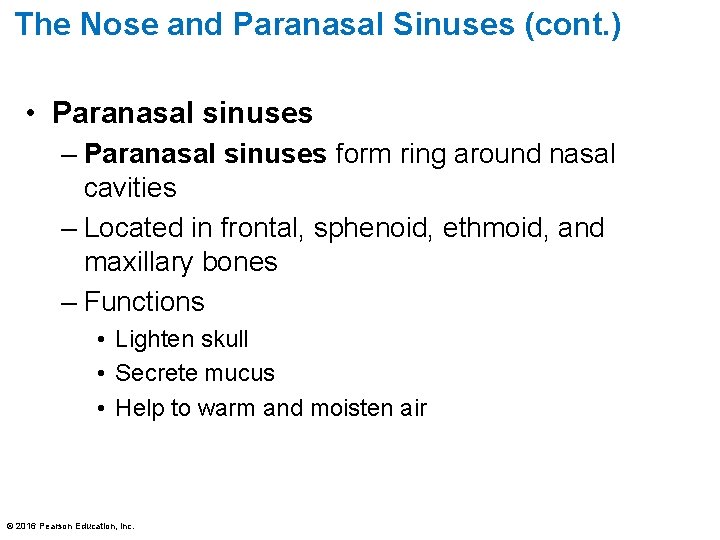 The Nose and Paranasal Sinuses (cont. ) • Paranasal sinuses – Paranasal sinuses form