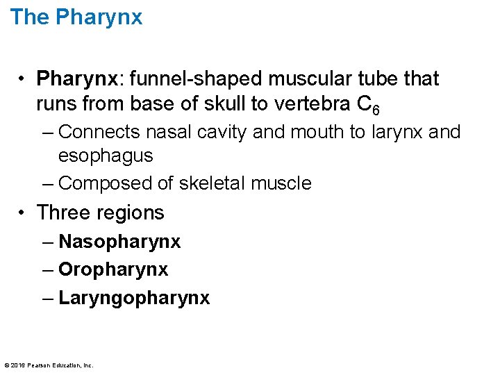 The Pharynx • Pharynx: funnel-shaped muscular tube that runs from base of skull to