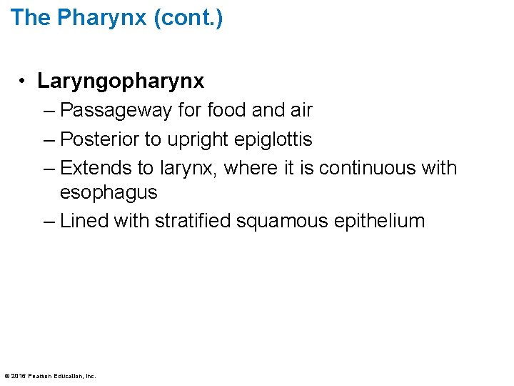 The Pharynx (cont. ) • Laryngopharynx – Passageway for food and air – Posterior