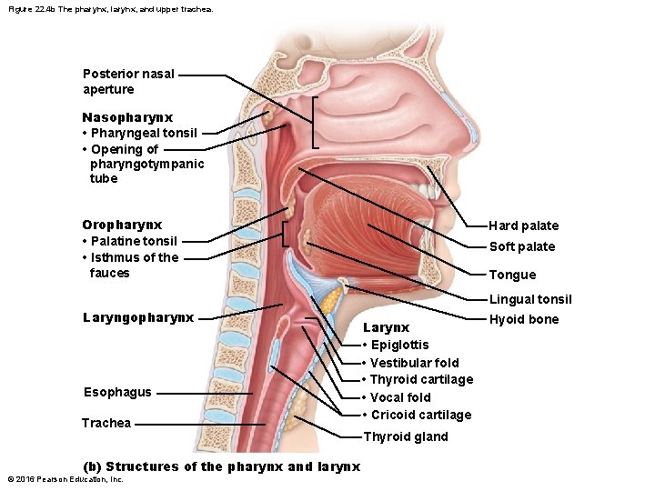 Figure 22. 4 b The pharynx, larynx, and upper trachea. Posterior nasal aperture Nasopharynx