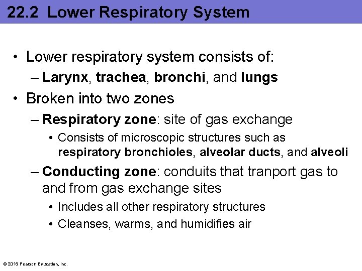 22. 2 Lower Respiratory System • Lower respiratory system consists of: – Larynx, trachea,