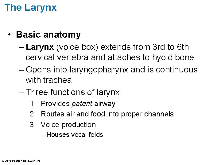 The Larynx • Basic anatomy – Larynx (voice box) extends from 3 rd to