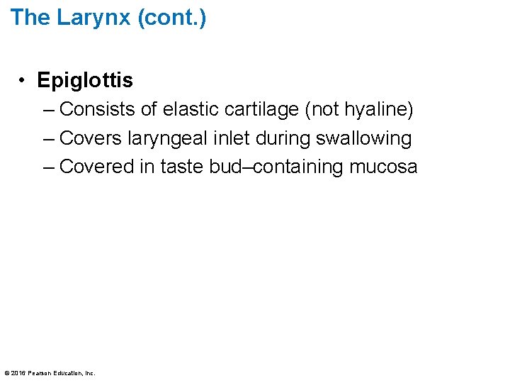 The Larynx (cont. ) • Epiglottis – Consists of elastic cartilage (not hyaline) –