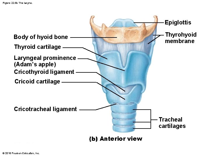 Figure 22. 5 b The larynx. Epiglottis Thyrohyoid membrane Body of hyoid bone Thyroid