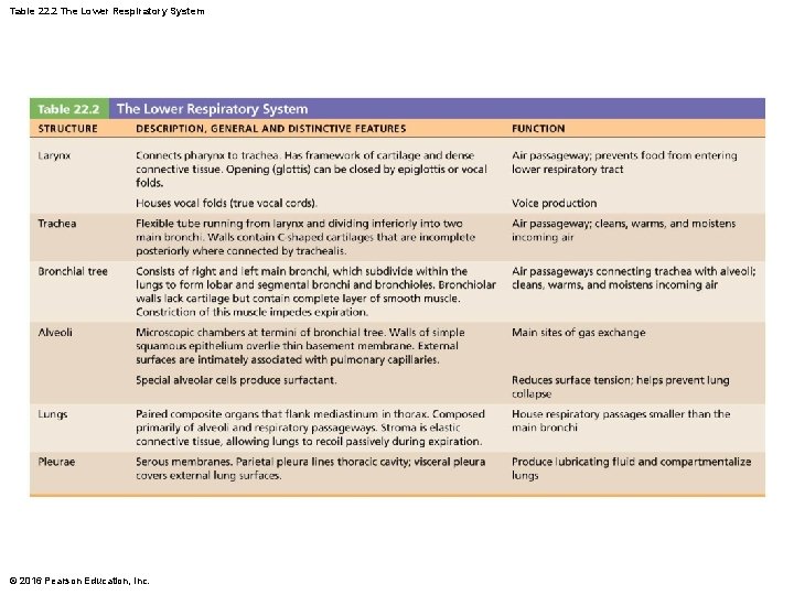 Table 22. 2 The Lower Respiratory System © 2016 Pearson Education, Inc. 