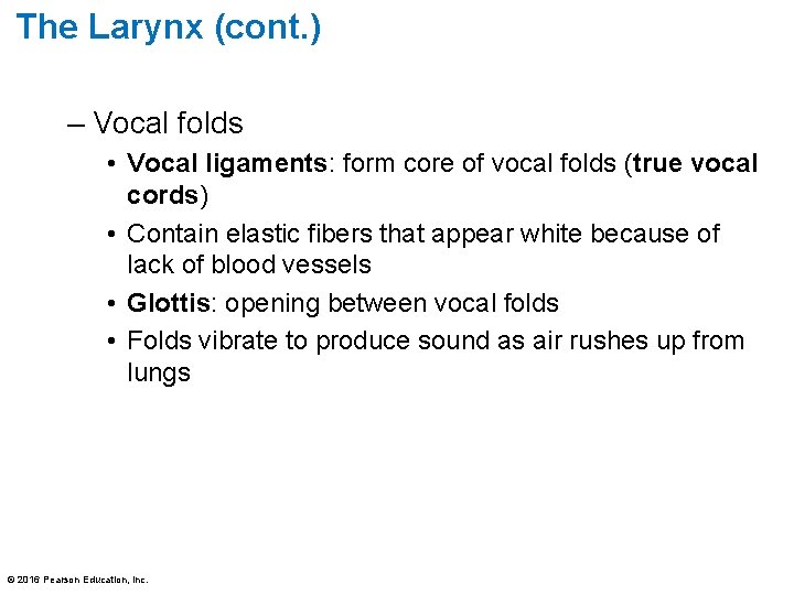 The Larynx (cont. ) – Vocal folds • Vocal ligaments: form core of vocal