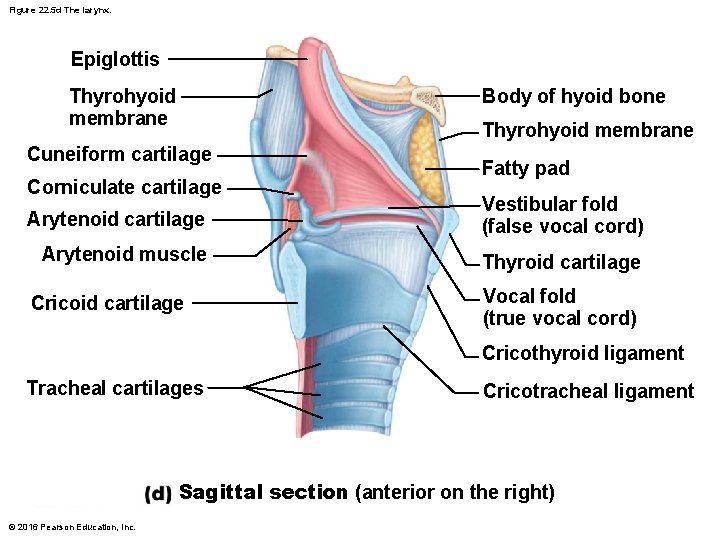 Figure 22. 5 d The larynx. Epiglottis Body of hyoid bone Thyrohyoid membrane Cuneiform