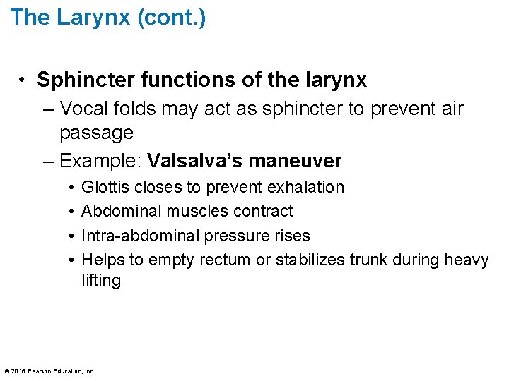 The Larynx (cont. ) • Sphincter functions of the larynx – Vocal folds may