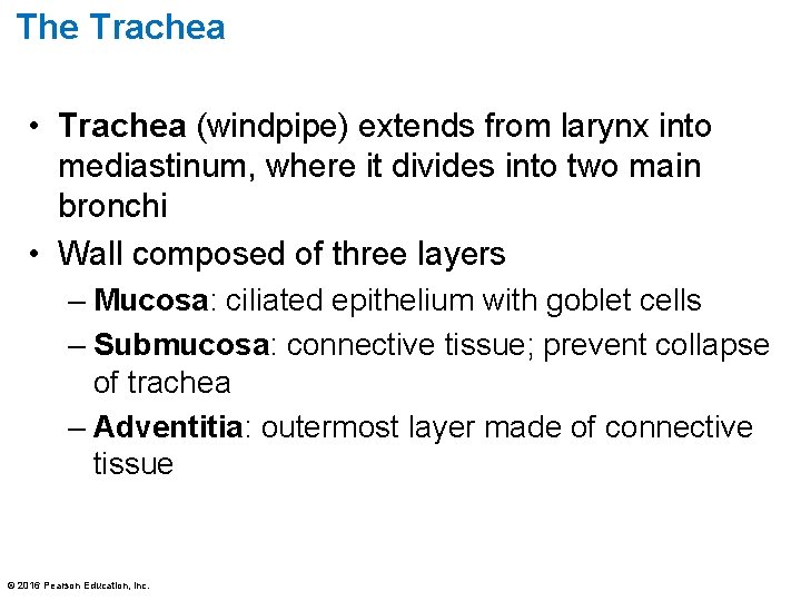 The Trachea • Trachea (windpipe) extends from larynx into mediastinum, where it divides into