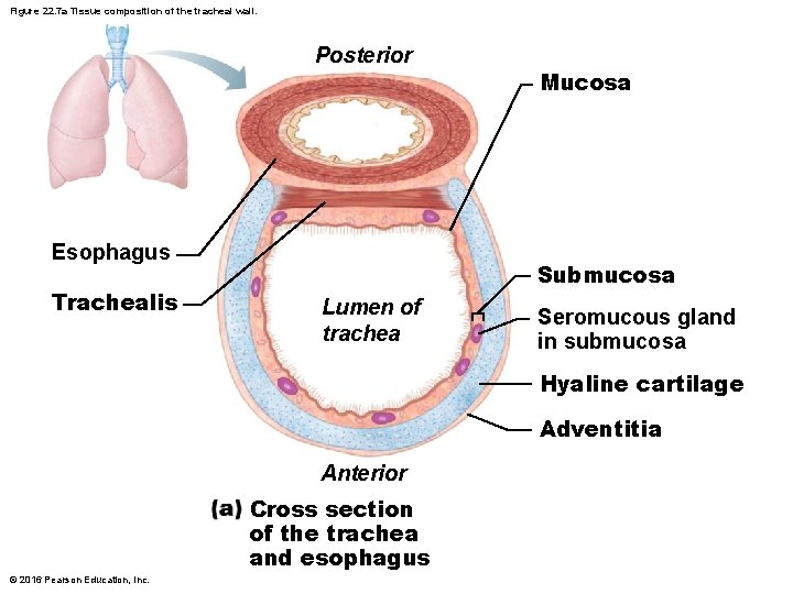 Figure 22. 7 a Tissue composition of the tracheal wall. Posterior Esophagus Trachealis Mucosa