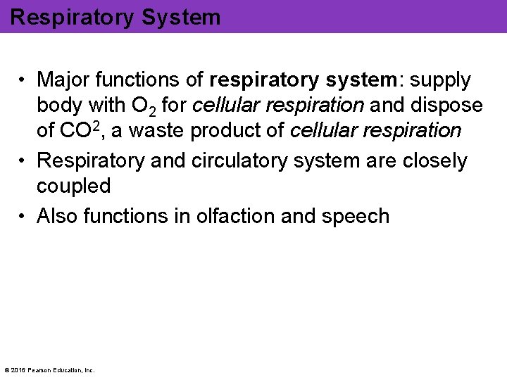 Respiratory System • Major functions of respiratory system: supply body with O 2 for