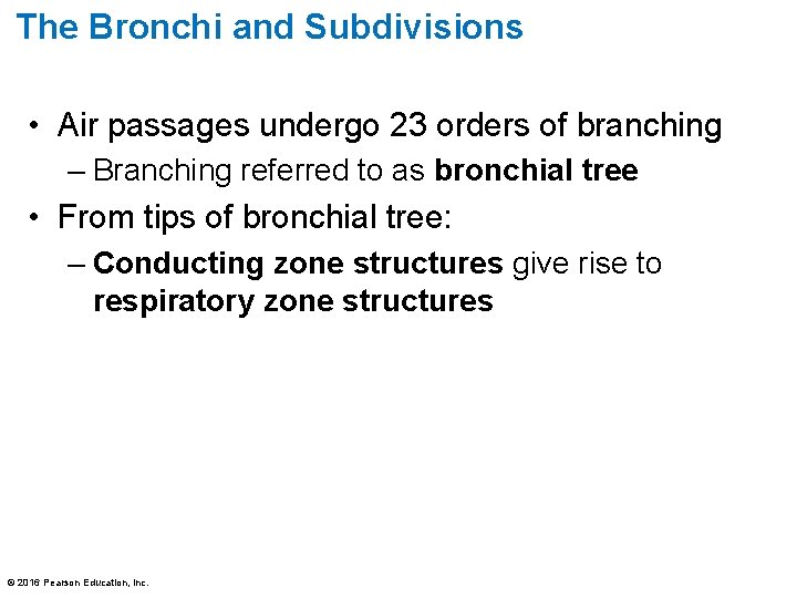 The Bronchi and Subdivisions • Air passages undergo 23 orders of branching – Branching