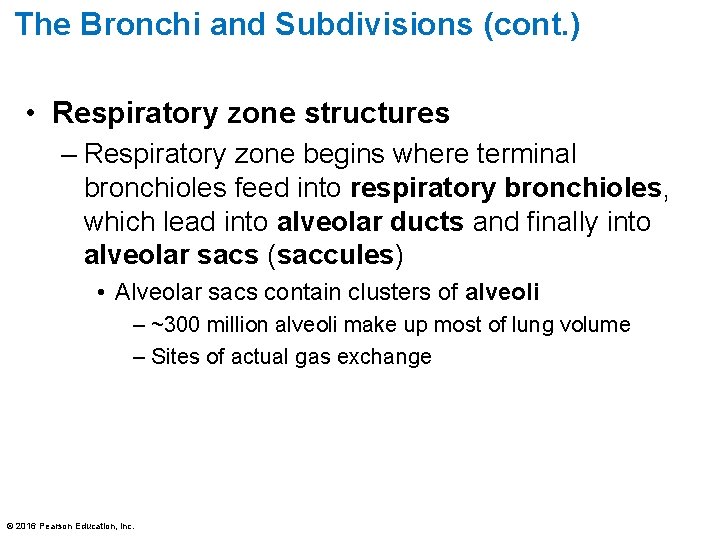 The Bronchi and Subdivisions (cont. ) • Respiratory zone structures – Respiratory zone begins