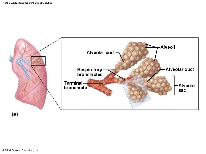 Figure 22. 9 a Respiratory zone structures. Alveoli Alveolar duct Respiratory bronchioles Terminal bronchiole