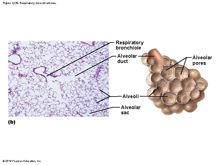 Figure 22. 9 b Respiratory zone structures. Respiratory bronchiole Alveolar duct Alveoli Alveolar sac