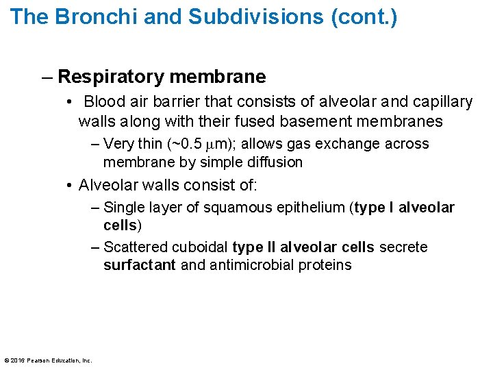 The Bronchi and Subdivisions (cont. ) – Respiratory membrane • Blood air barrier that