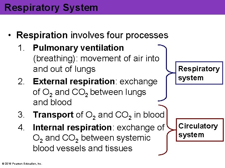 Respiratory System • Respiration involves four processes 1. Pulmonary ventilation (breathing): movement of air