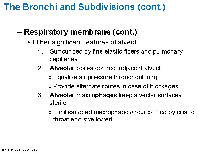 The Bronchi and Subdivisions (cont. ) – Respiratory membrane (cont. ) • Other significant