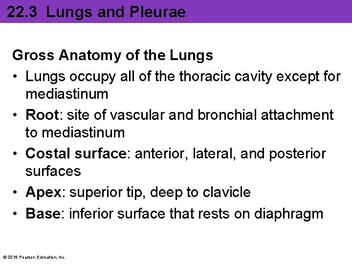 22. 3 Lungs and Pleurae Gross Anatomy of the Lungs • Lungs occupy all