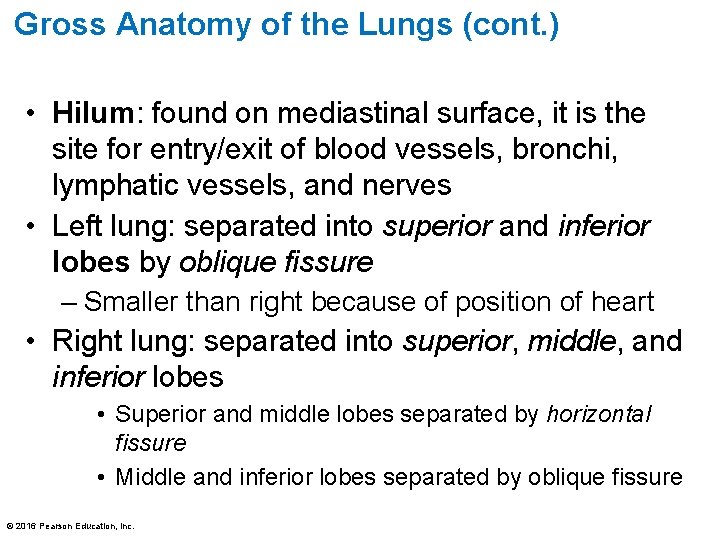 Gross Anatomy of the Lungs (cont. ) • Hilum: found on mediastinal surface, it