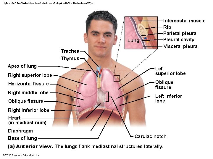 Figure 22. 11 a Anatomical relationships of organs in the thoracic cavity. Lung Trachea