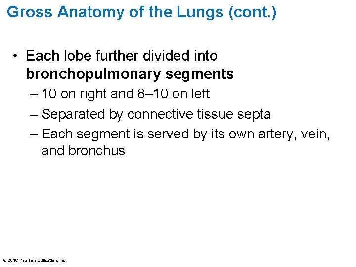 Gross Anatomy of the Lungs (cont. ) • Each lobe further divided into bronchopulmonary