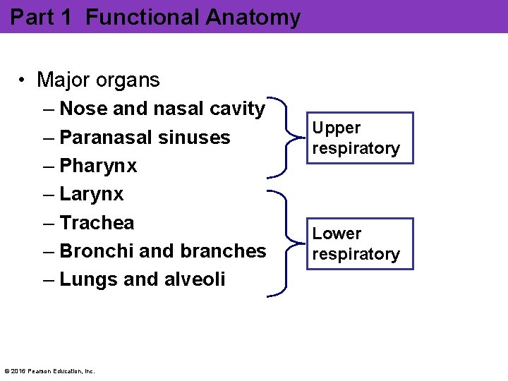 Part 1 Functional Anatomy • Major organs – Nose and nasal cavity – Paranasal