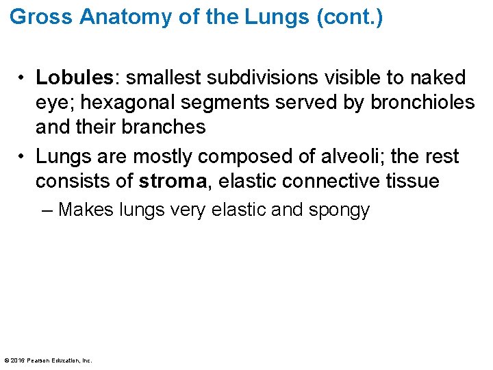 Gross Anatomy of the Lungs (cont. ) • Lobules: smallest subdivisions visible to naked