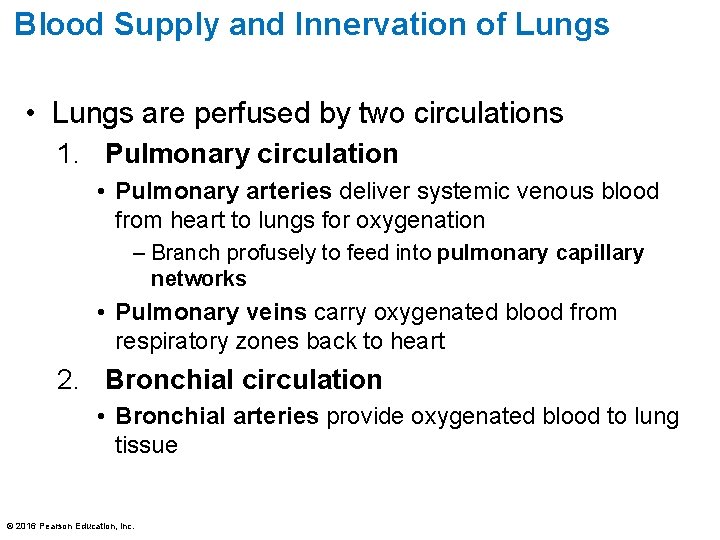 Blood Supply and Innervation of Lungs • Lungs are perfused by two circulations 1.