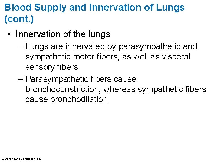 Blood Supply and Innervation of Lungs (cont. ) • Innervation of the lungs –