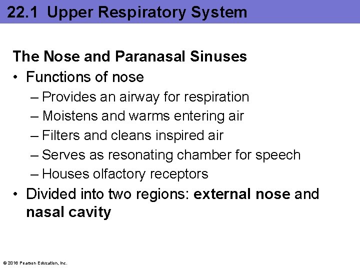 22. 1 Upper Respiratory System The Nose and Paranasal Sinuses • Functions of nose