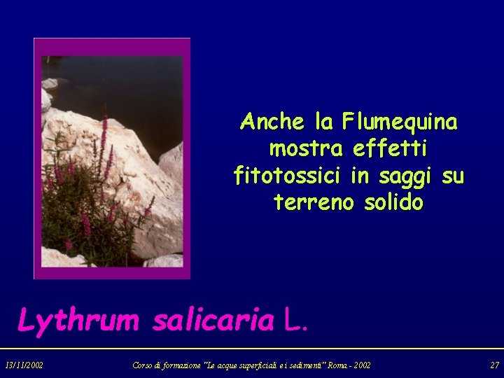 Anche la Flumequina mostra effetti fitotossici in saggi su terreno solido Lythrum salicaria L.