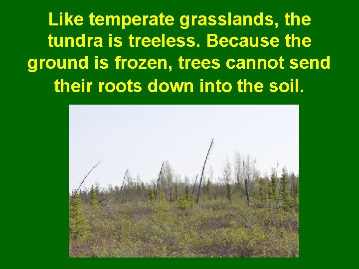 Like temperate grasslands, the tundra is treeless. Because the ground is frozen, trees cannot