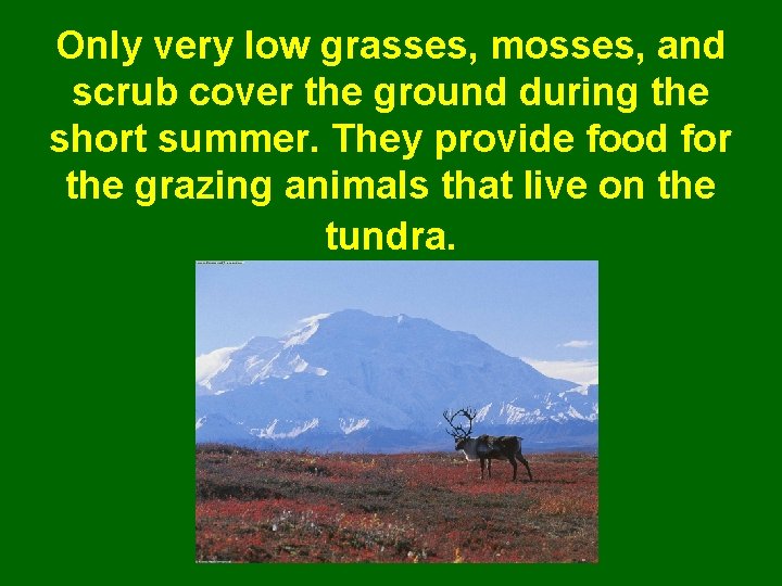 Only very low grasses, mosses, and scrub cover the ground during the short summer.