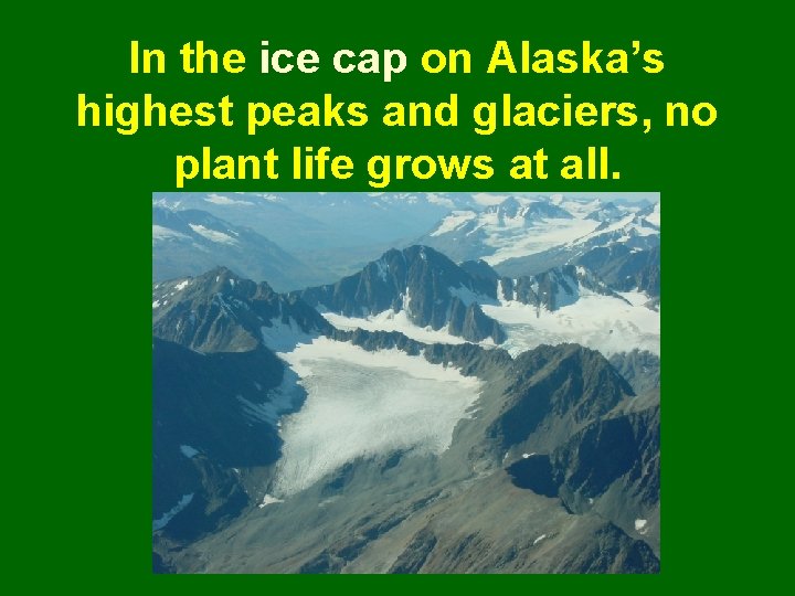 In the ice cap on Alaska’s highest peaks and glaciers, no plant life grows