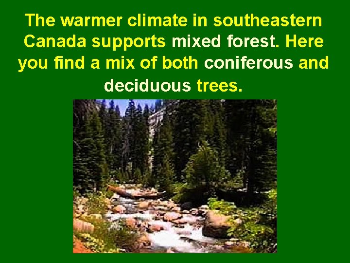 The warmer climate in southeastern Canada supports mixed forest. Here you find a mix