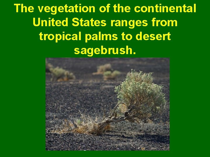 The vegetation of the continental United States ranges from tropical palms to desert sagebrush.